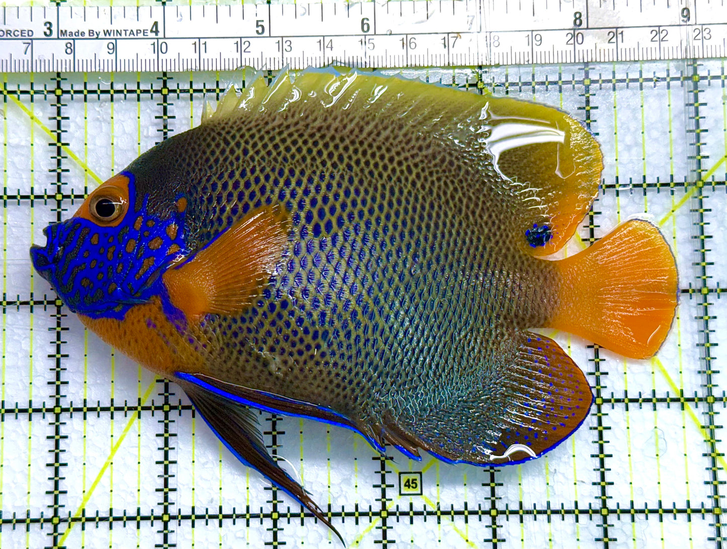 Blueface Angelfish Adult (Sumatra Vibrant Colors) BAA041101 WYSIWYG Size: XL 6" approx