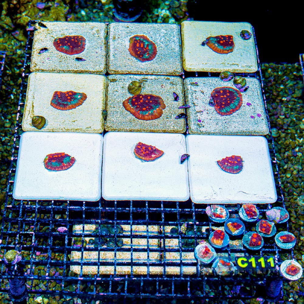 Aquaculture Fire & Ice Chalice Size: M 0.75” to 1” Frag