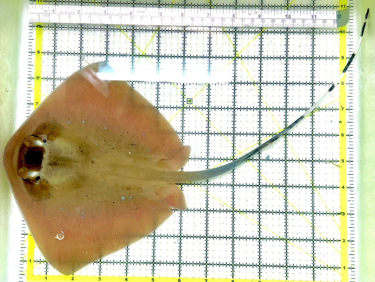Kuhl's Masked Blue Spotted Sting Ray (Triangular Body Shape) KMBSSR100602 WYSIWYG Size: M 13" approx
