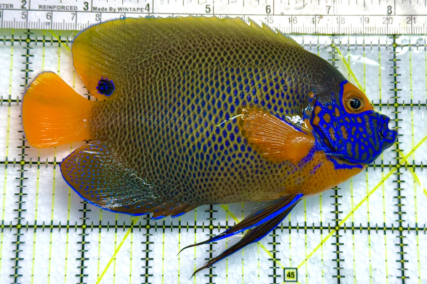 Blueface Angelfish Adult (Sumatra Vibrant Colors) BAA041101 WYSIWYG Size: XL 6" approx