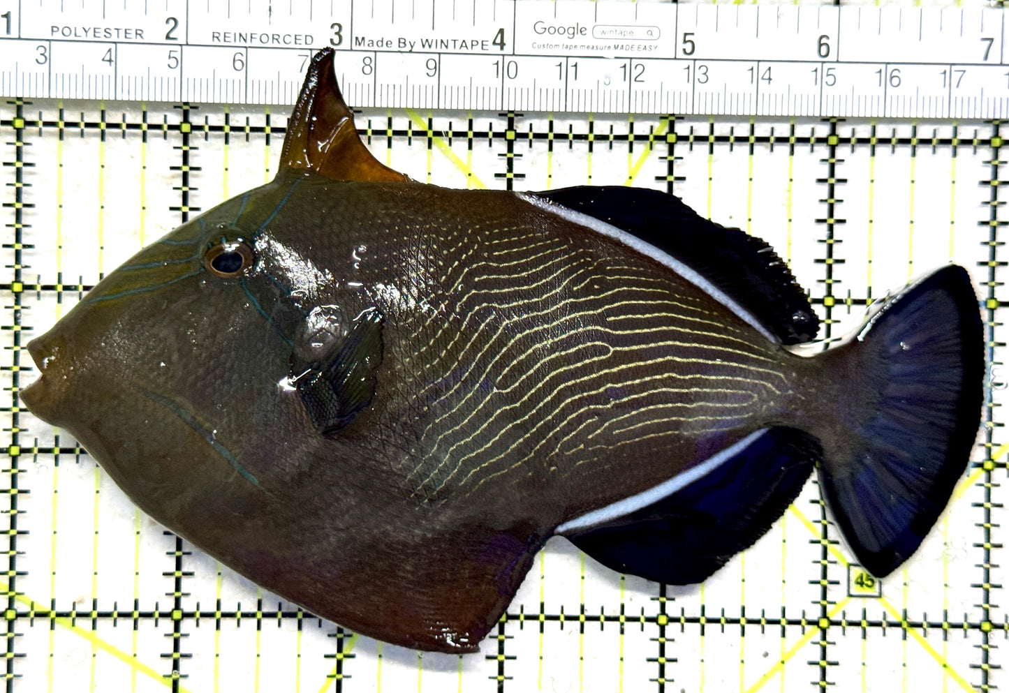 Black Triggerfish BT102301 WYSIWYG Size: XL 5.75" approx