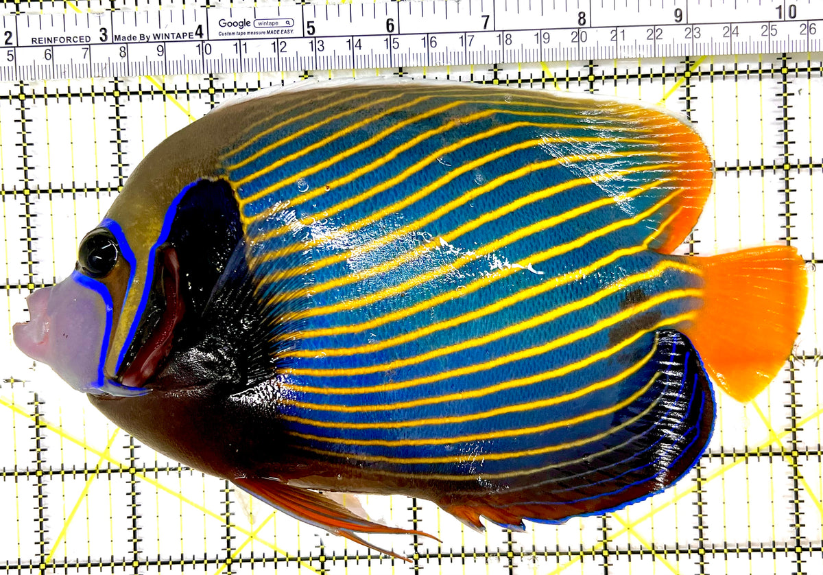 Emperor Angelfish Adult EAA100501 WYSIWYG Size: XXL 8.5" approx