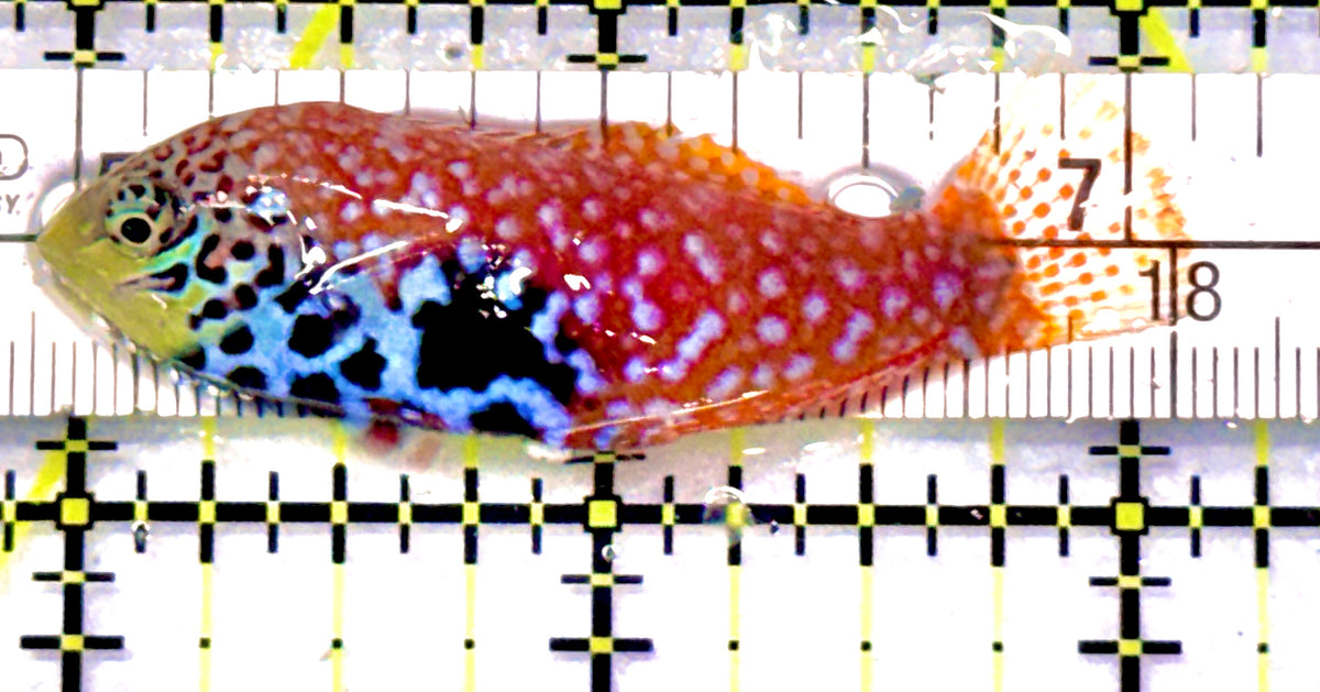 BlueStar Divided Leopard Wrasse Female BDLWF101702 WYSIWYG Size: L 2.5" approx