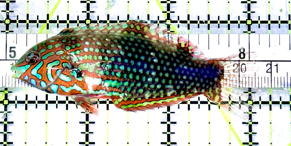 Ornate Leopard Wrasse OLW101701 WYSIWYG Size: L 3" approx