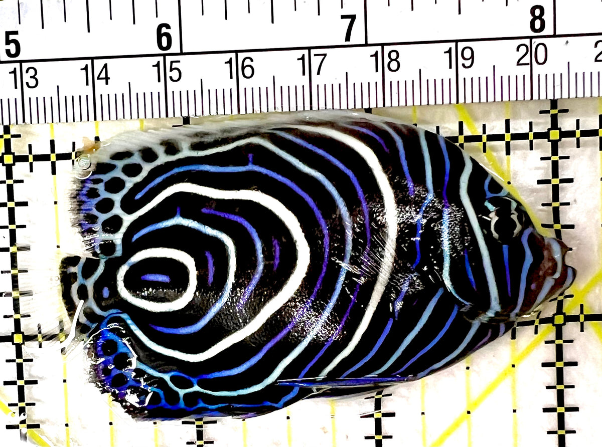 Emperor Angelfish Juvenile EAJ100501 WYSIWYG Size: L 3.25" approx