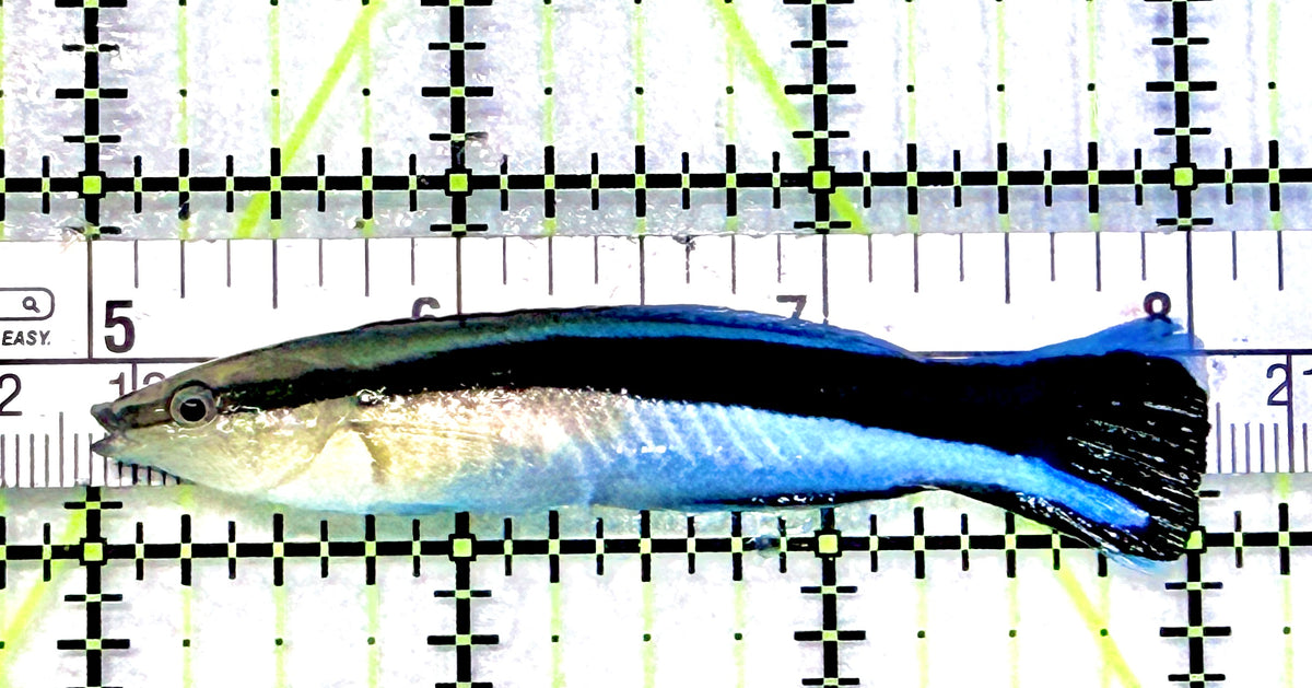 Blue Cleaner Wrasse BCW101701 WYSIWYG Size: XL 3” approx