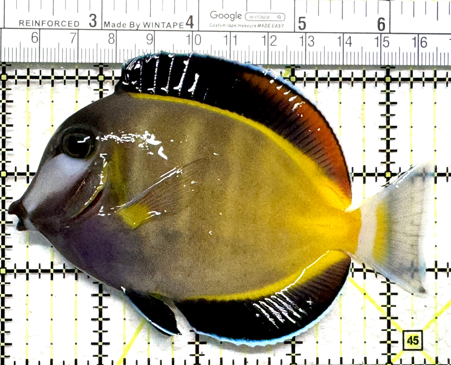 Powder Brown Tang PBT102301 WYSIWYG Size: XL 4.5" approx