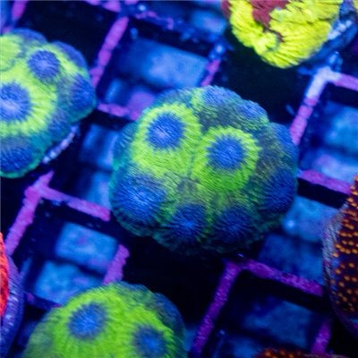 Blue Eyes Star Diploastrea (Aquacultured) Size: S 0.5" to 0.75"