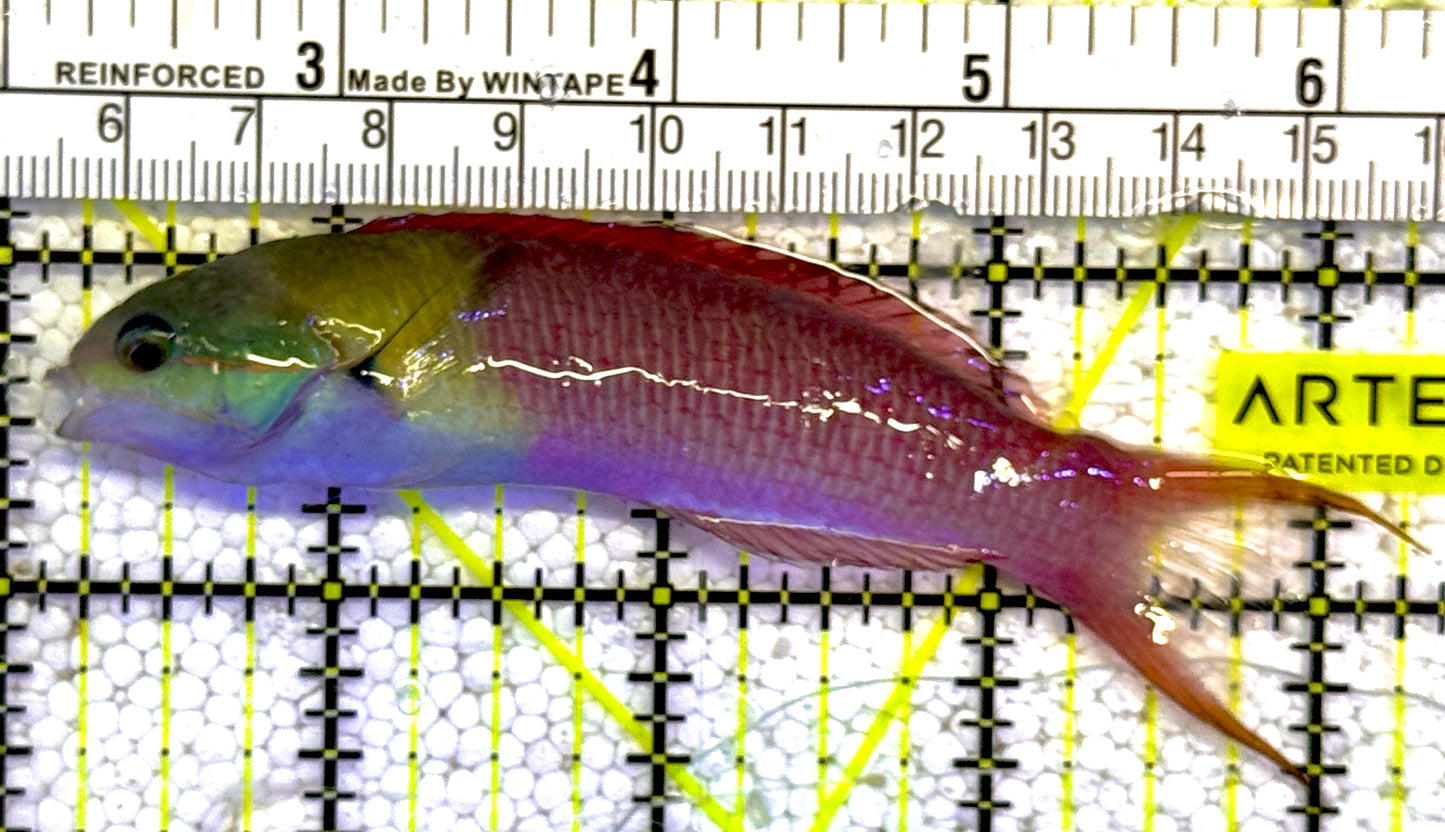 Pink Paddlefin Wrasse PPW022201 WYSIWYG Size: 4.25" approx
