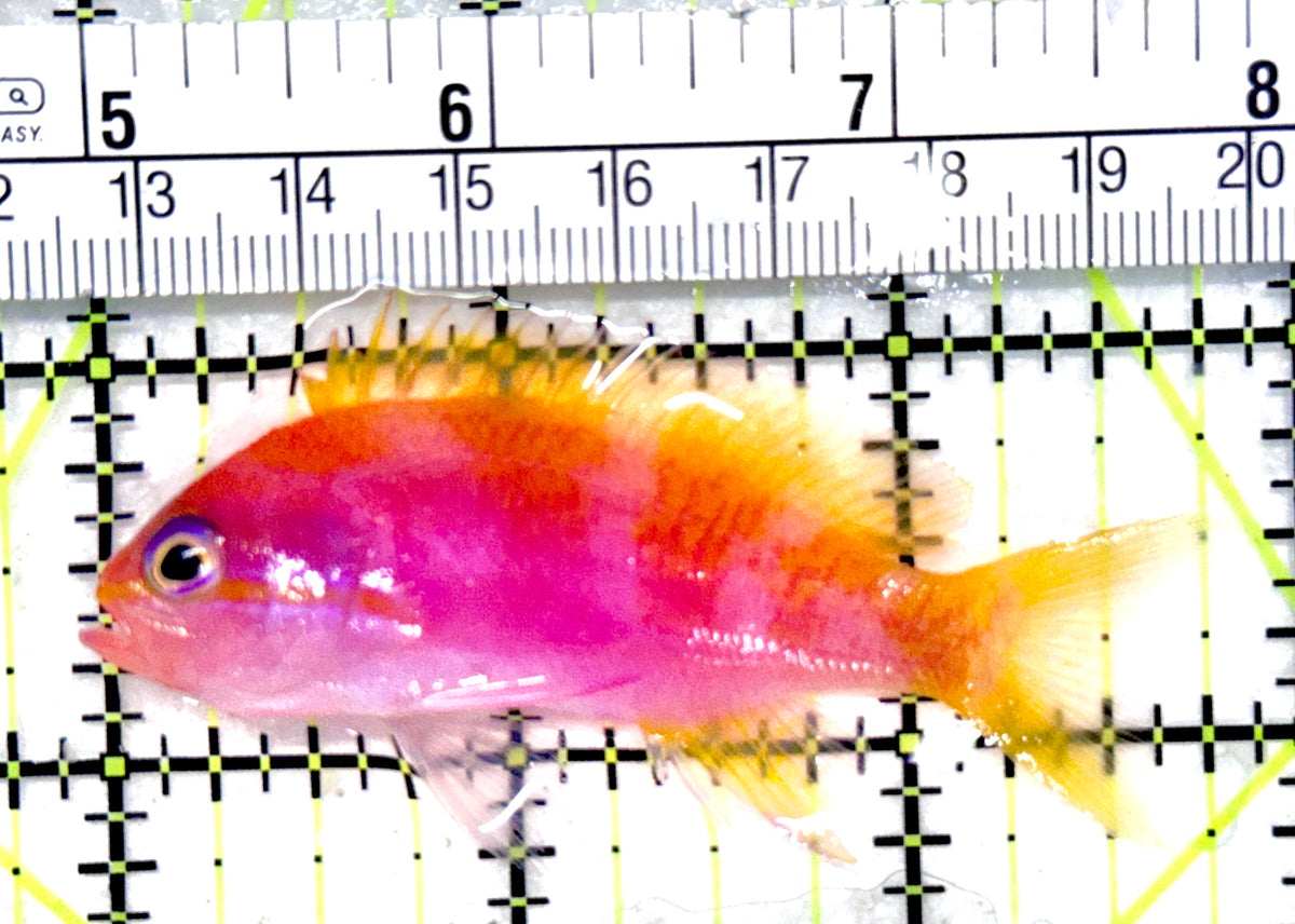 Bimaculatus Anthias BA101701 WYSIWYG Female Size: L 2.75" approx