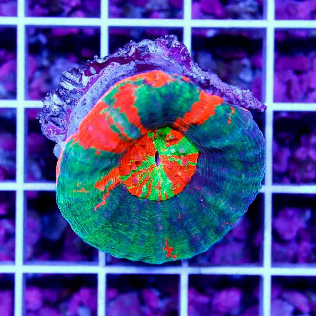 Aussie Ultra Bleeding Apple Scolymia AUBAS040503 WYSIWYG