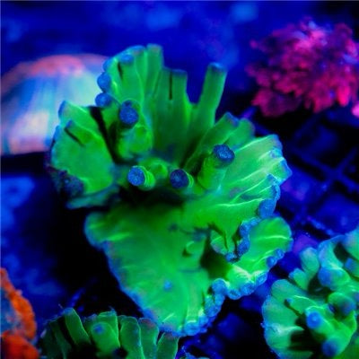 Green Hero Tubinaria (Aquacultured) Size: S 0.5" to 0.75"
