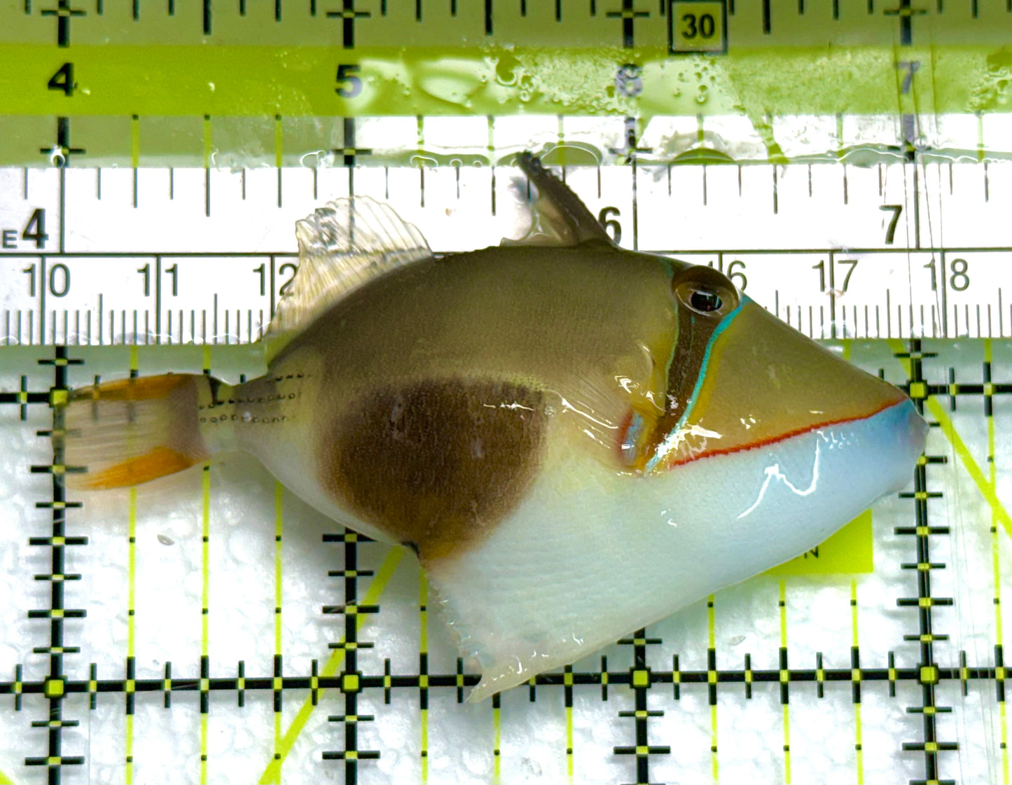 Bursa Triggerfish BT041101 WYSIWYG Size: ML 3" approx