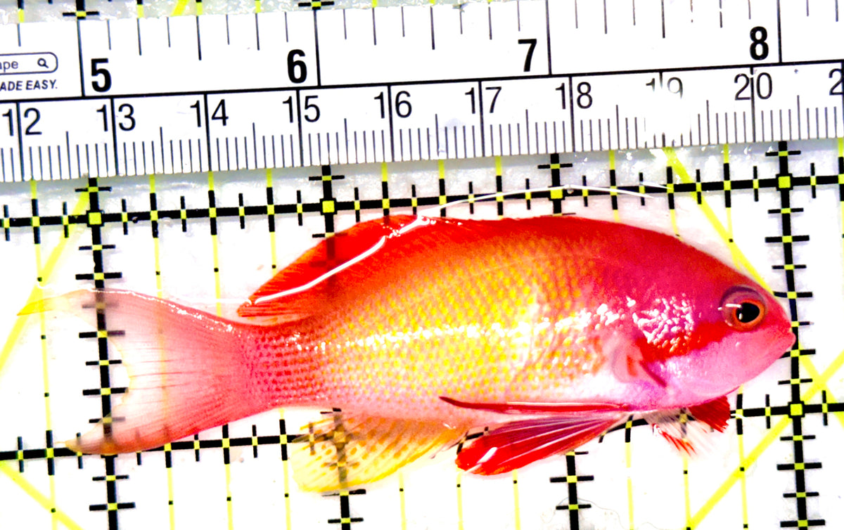 Male Lyretail Anthias (Maldives) MLA101701 WYSIWYG Size: L 3.25" approx
