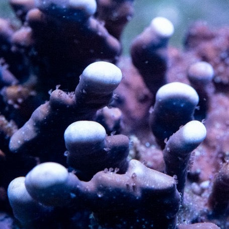 Blue Ridge Coral Heliopora (Aquacultured) Size: S 0.5" to 0.75"