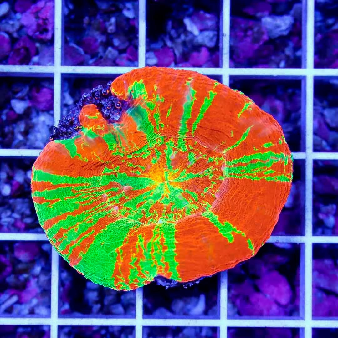 Aussie Ultra Bleeding Apple Scolymia AUBAS040504 WYSIWYG