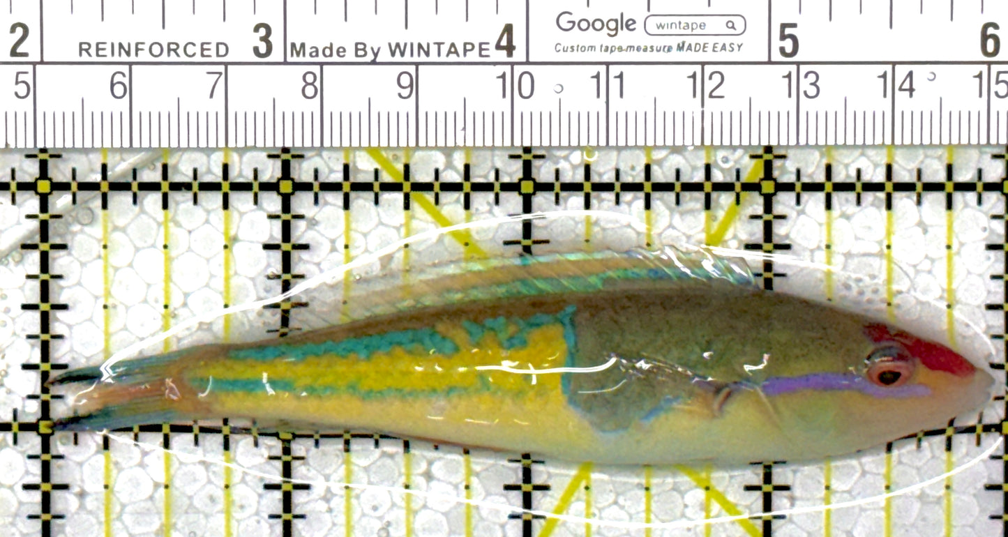 Royal Pencil Wrasse (Male) RPW111902 WYSIWYG Size: 4"