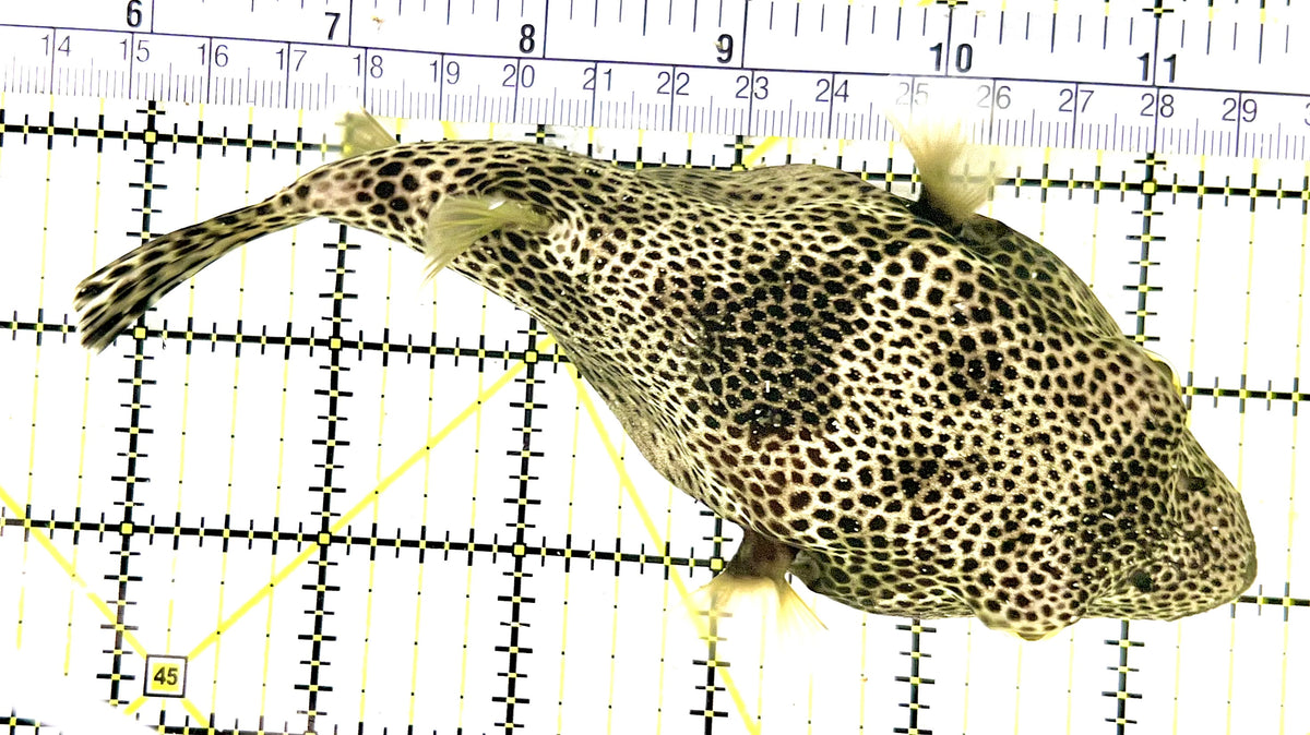 Black Spotted Pufferfish Large (Species Unknown) BSPL100702 WYSIWYG Size: XL 5.75" approx (Copy)