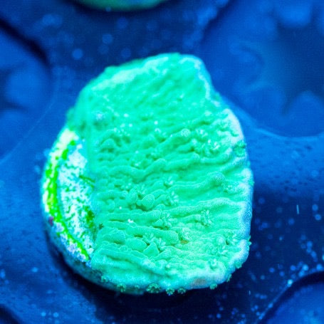 Green Cap Monipora (Aquacultured) Size: S 0.5" to 0.75"