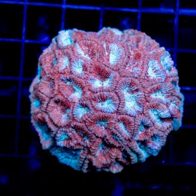 Crimson Dipsastrea (Aquacultured) Size: S 0.5" to 0.75"