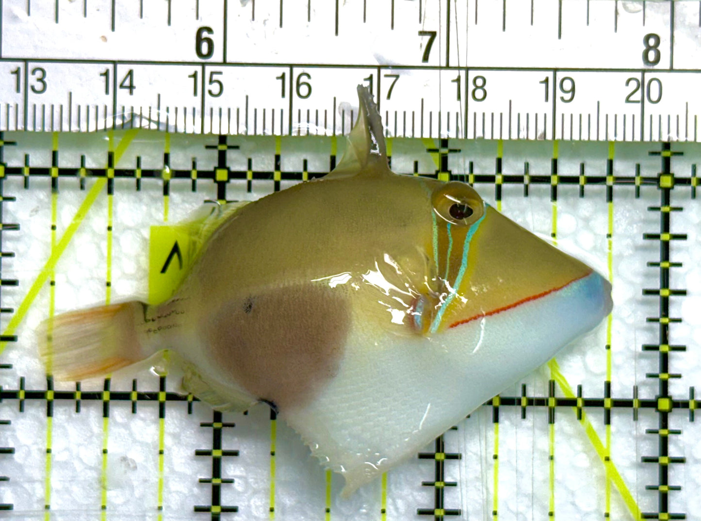 Bursa Triggerfish BT041102 WYSIWYG Size: ML 3" approx