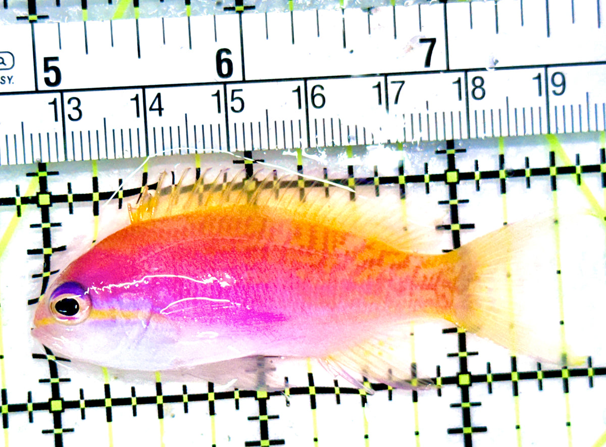 Bimaculatus Anthias BA101702 WYSIWYG Female Size: L 2.5" approx