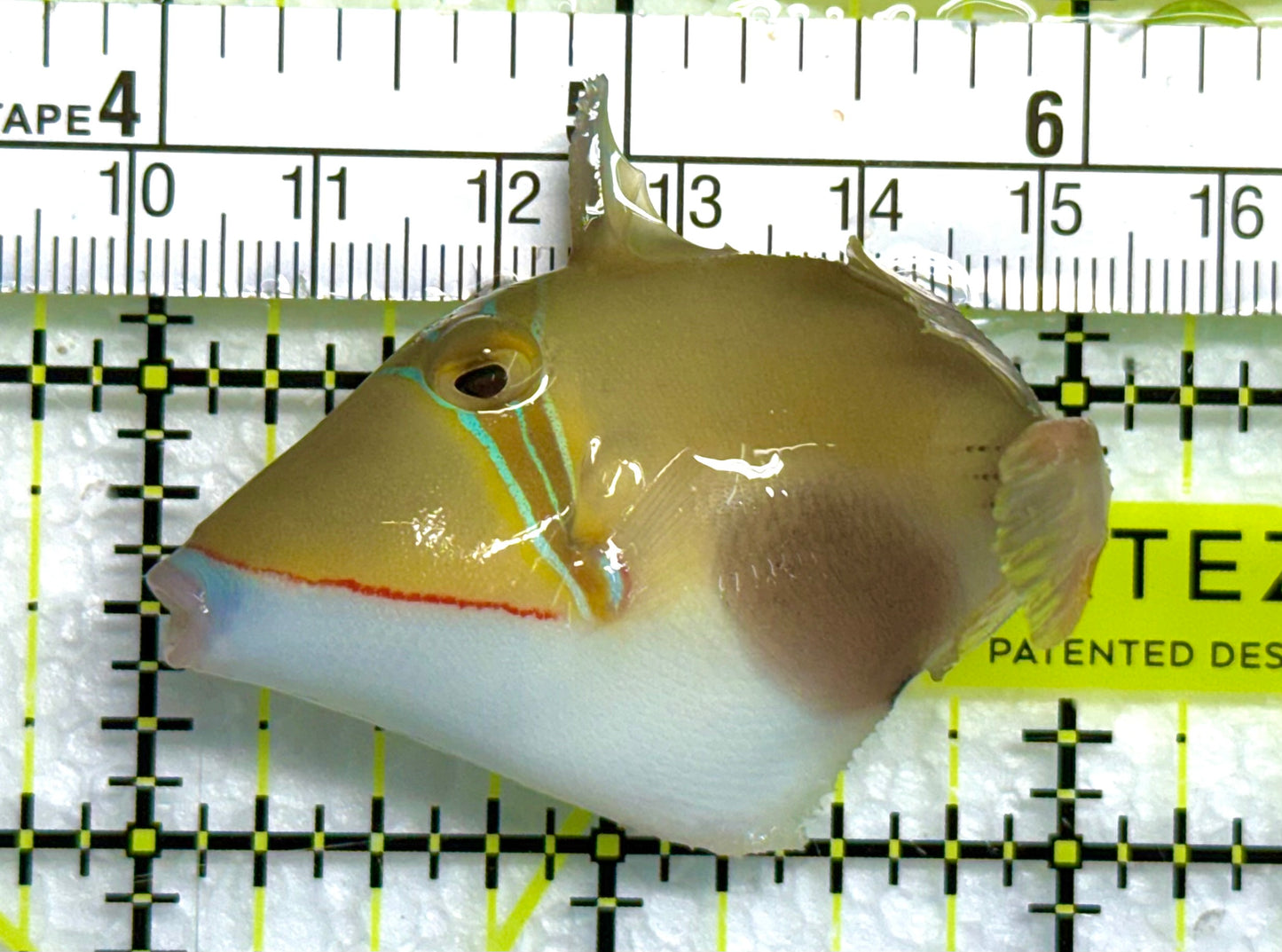 Bursa Triggerfish BT041102 WYSIWYG Size: ML 3" approx