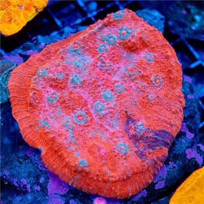 Indo Grade A Chalice Mother Colony IGCMC101301 WYSIWYG