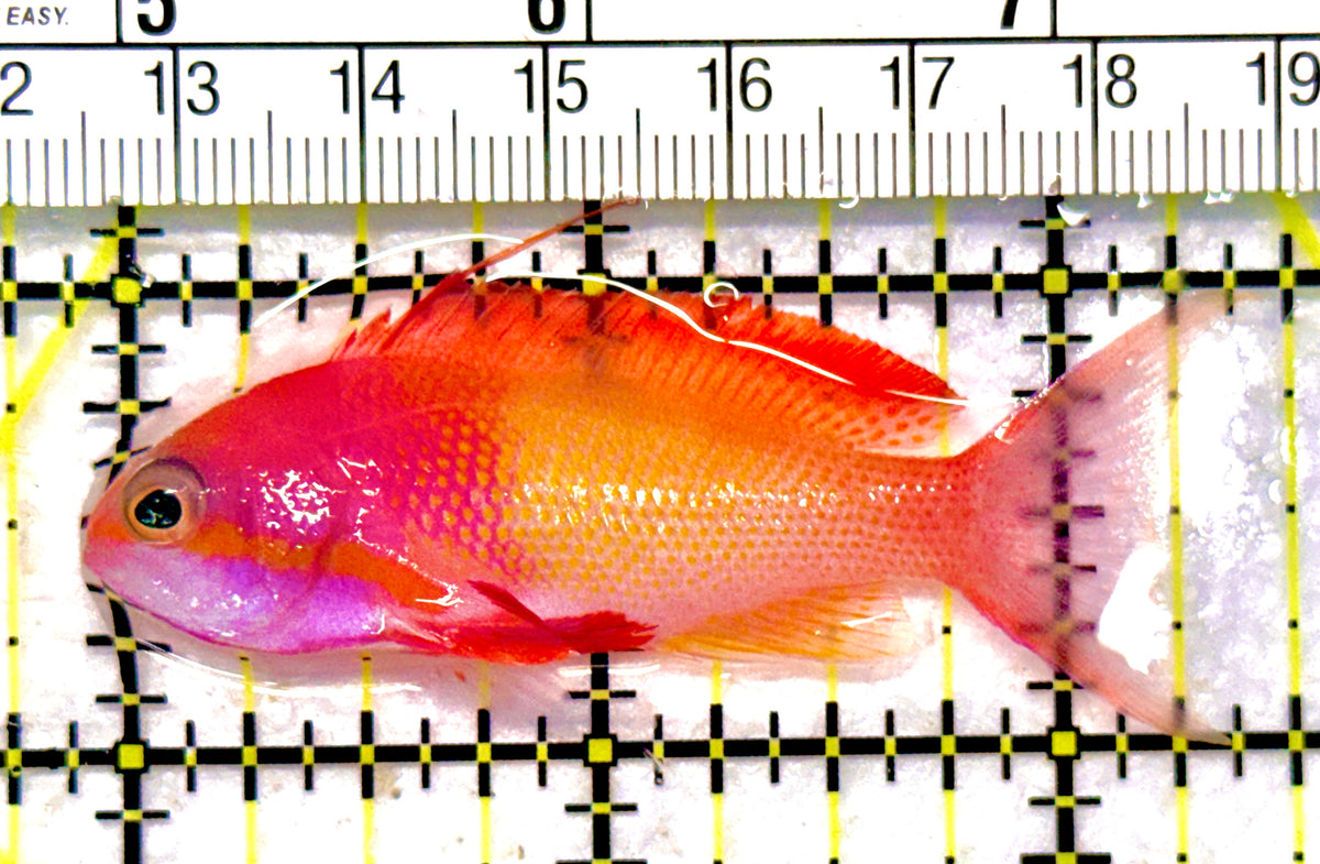 Male Lyretail Anthias (Maldives) MLA101702 WYSIWYG Size: M 2.5" approx