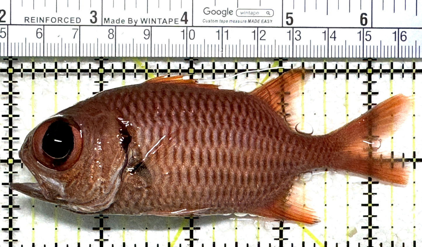 Red Soldier Fish RSF102301 WYSIWYG Size: L 4.5" approx