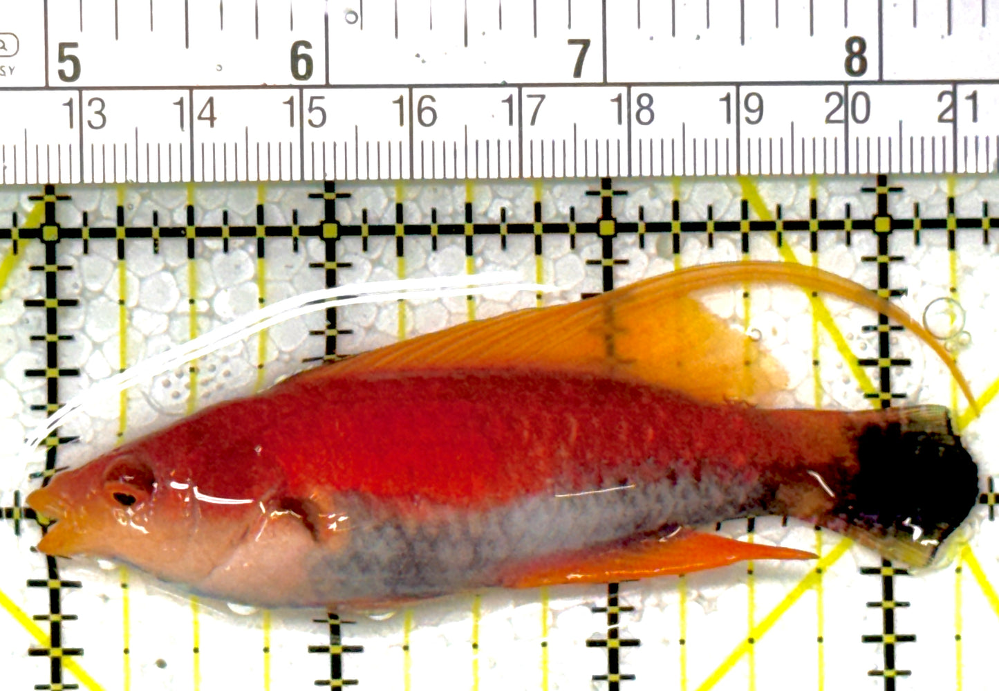 HighFin Fairy Wrasse HFW111903 WYSIWYG Size: SHOW 3.5"