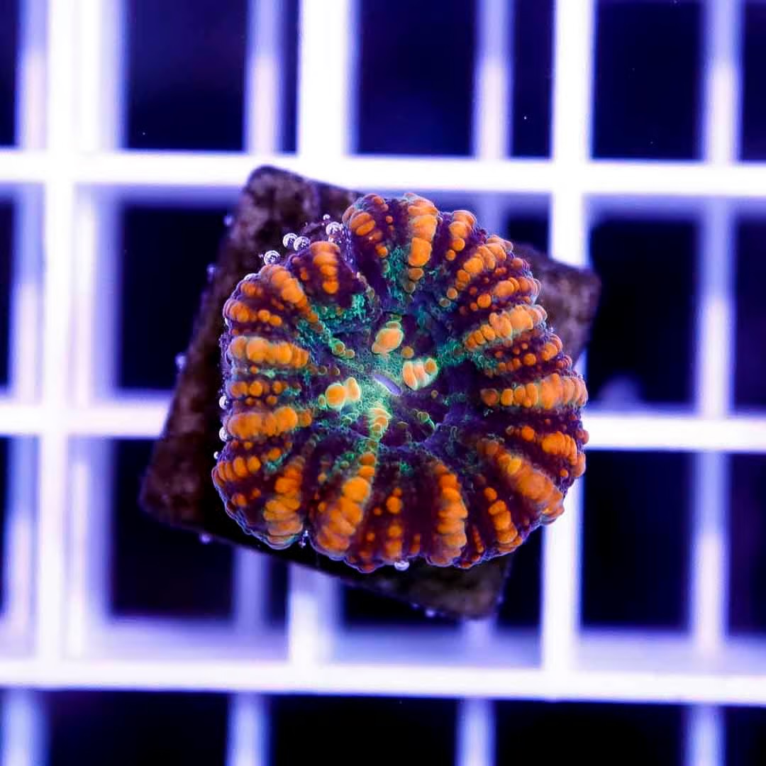 West Aussie Ultra Scolymia WAUS040503 WYSIWYG