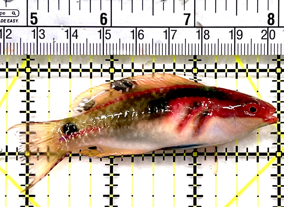 Exquisite Fairy Wrasse (Indo) EFW100602 WYSIWYG Size: L 3.25" approx