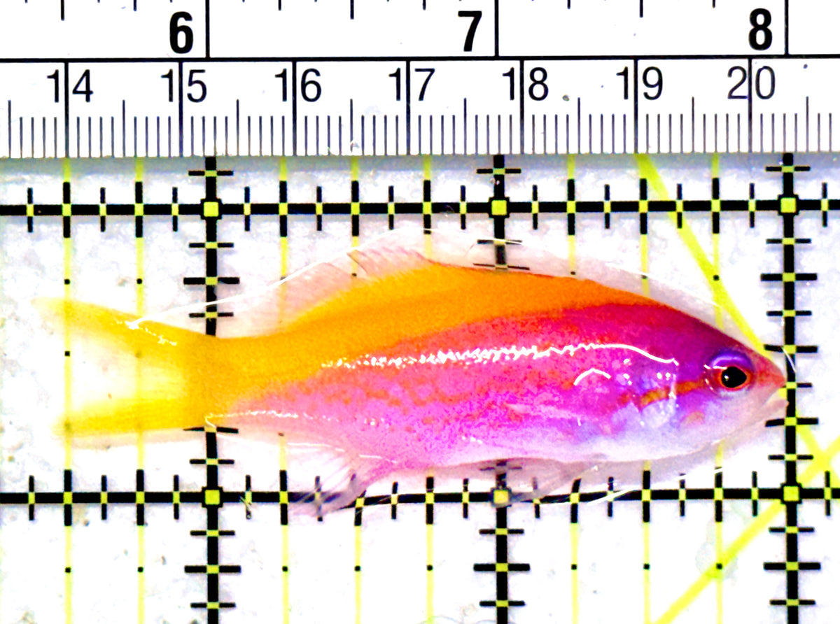 Evan's Anthias EA101701 WYSIWYG Size: L 2.5" approx