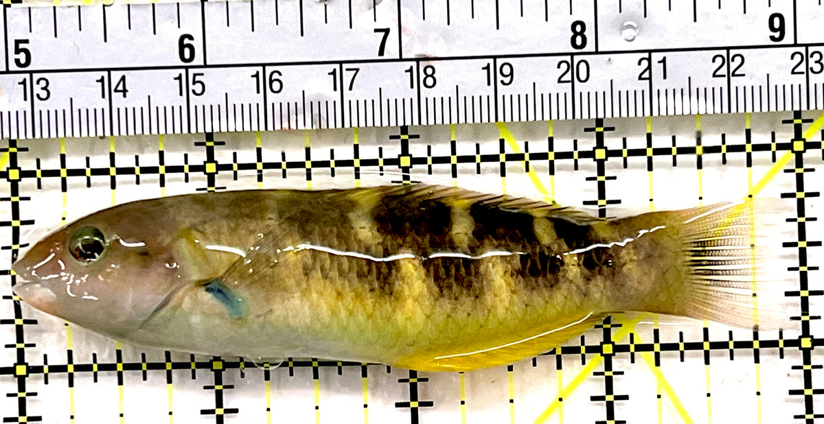 Jansen Saddle Wrasse JSW100601 WYSIWYG Size: L 4" approx