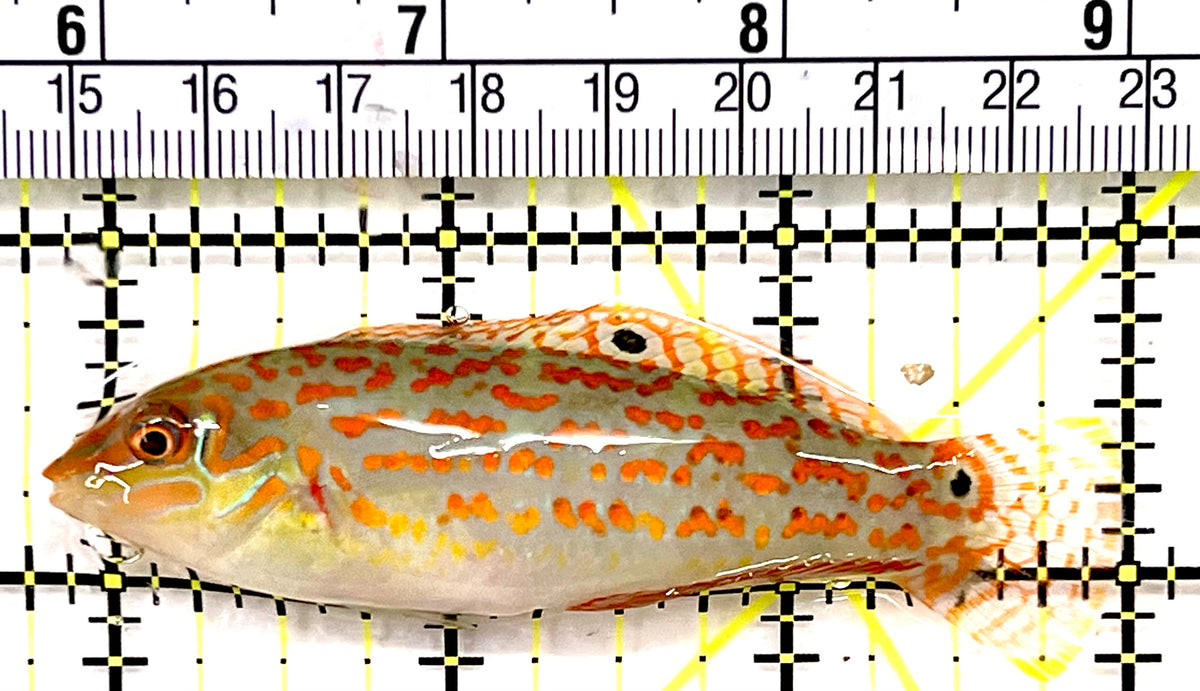 Timor Wrasse TW100601 WYSIWYG Size: XL 3.25" approx