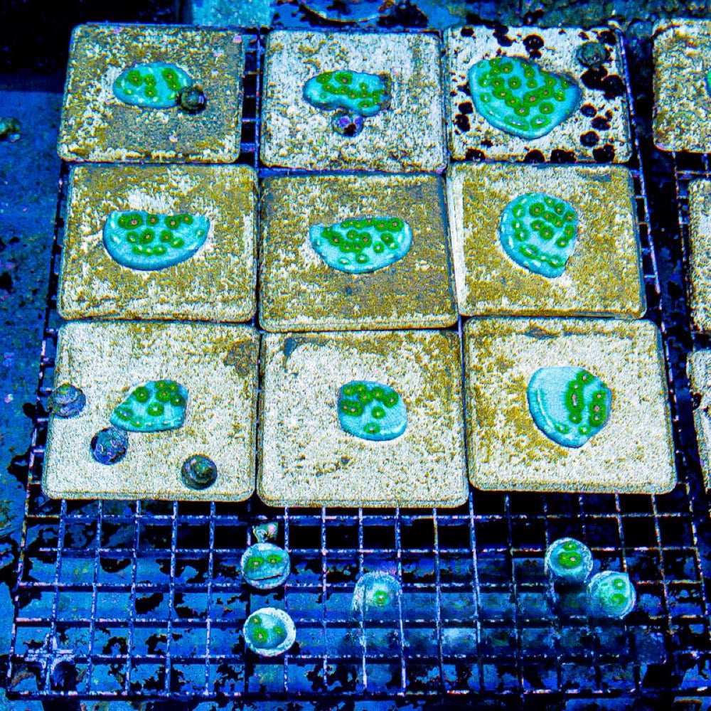 Aquaculture Tidal Gardens Riddler Chalice Size: M 0.75” to 1” Frag