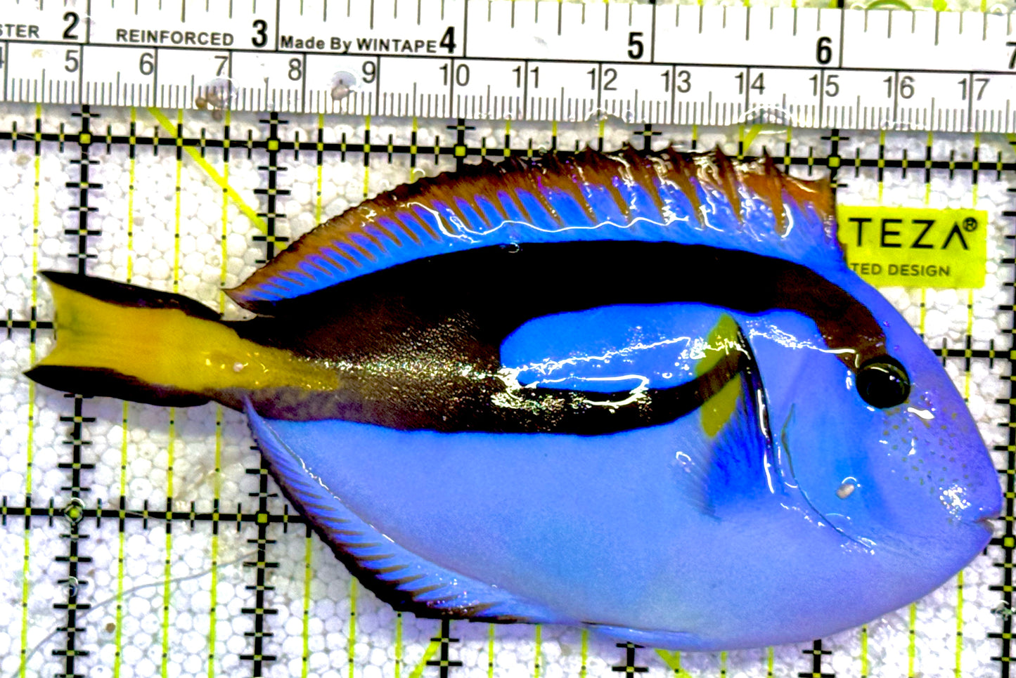 Rare Solomon Islands Blue Hippo Tang RSIBHT022201 WYSIWYG Size: XL 5.25" (Bright Light Blue) approx