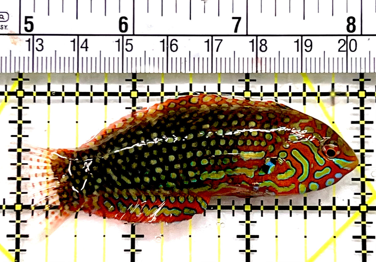 Ornate Leopard Wrasse OLW100602 WYSIWYG Size: XL 3" approx