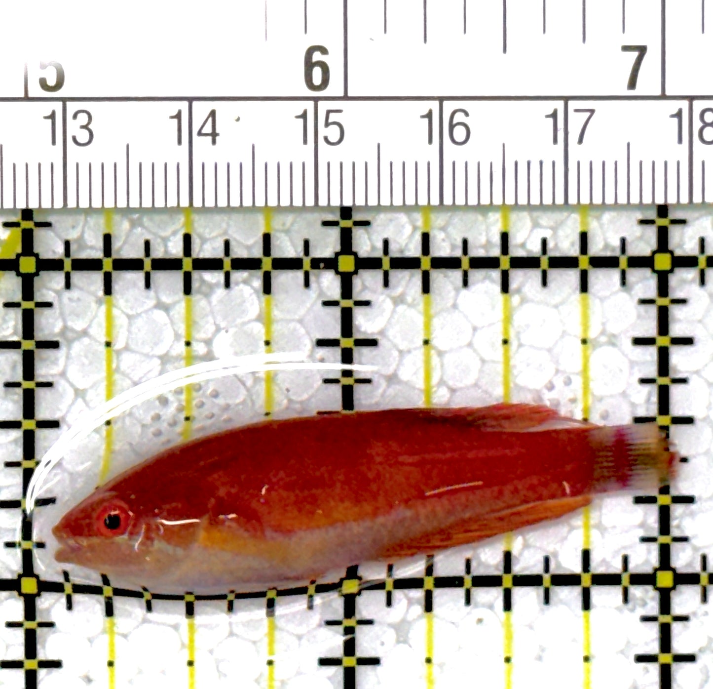 Carpenter's Flasher Wrasse CFW111903 WYSIWYG Size: M 2"