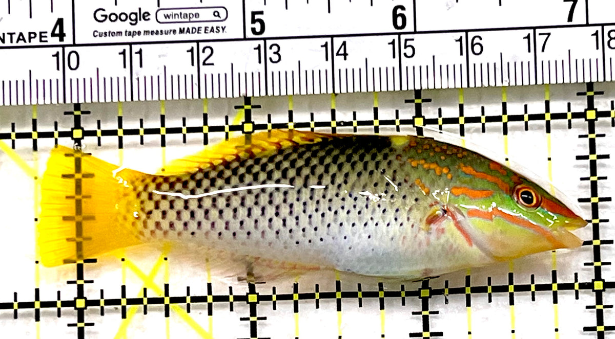 Checkerboard Wrasse CW100601 WYSIWYG Size: ML 3.25" approx