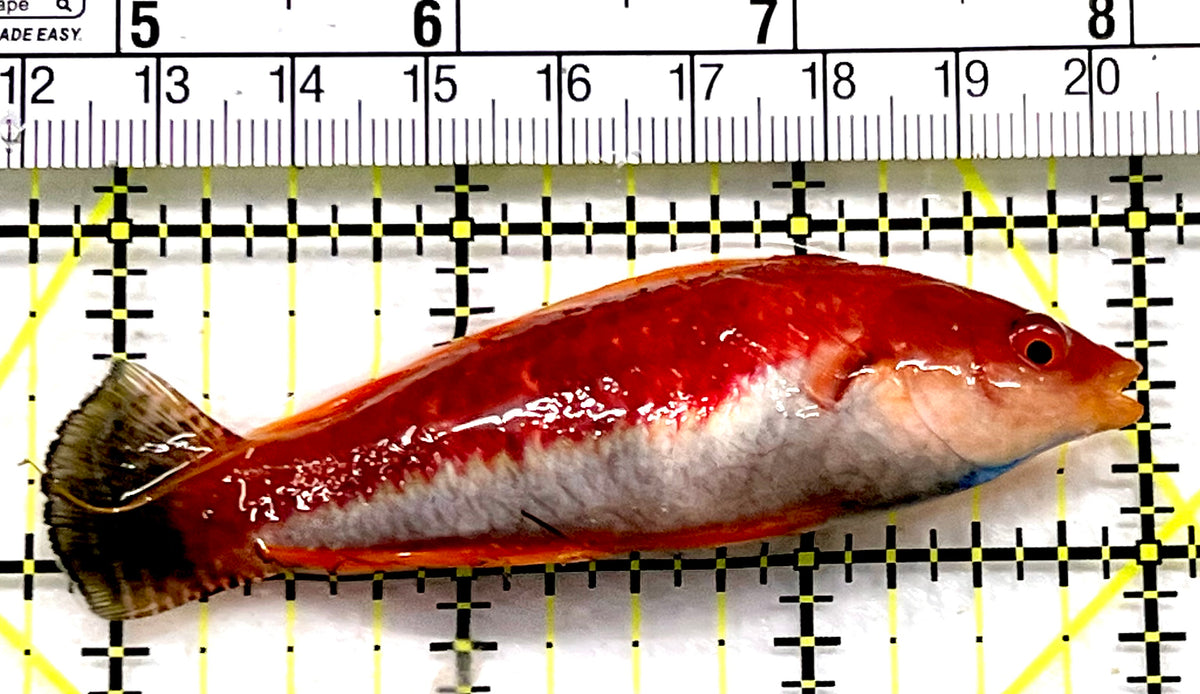 HighFin Fairy Wrasse (Maldives Special Grade) HFW100602 WYSIWYG Size: SHOW 3.25" approx