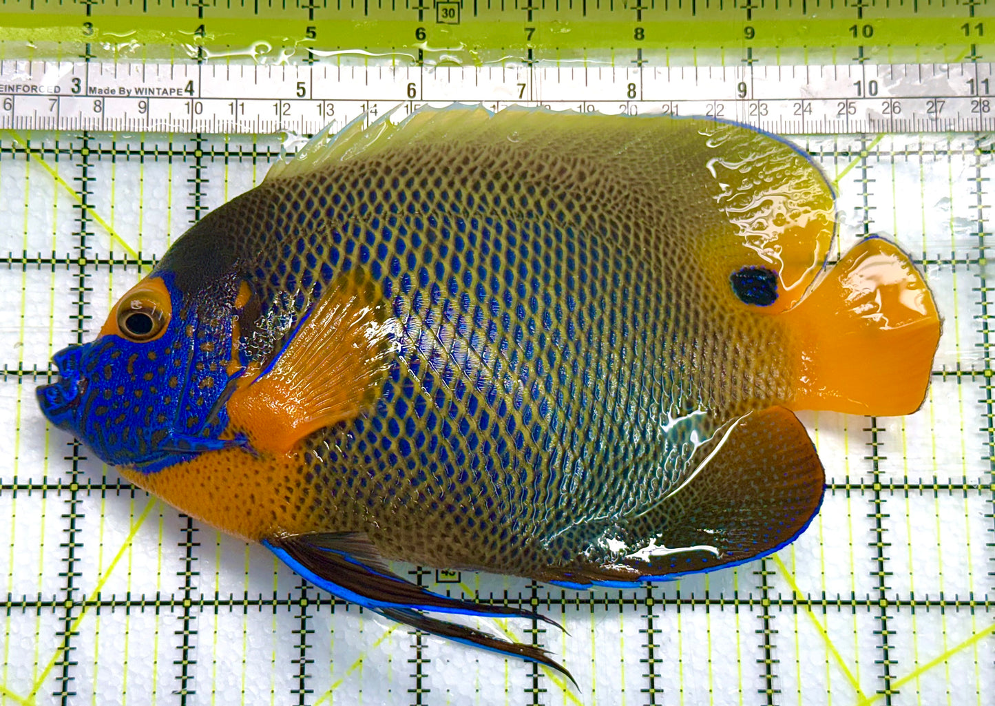 Blueface Angelfish Adult (Sumatra Vibrant Colors) BAA041102 WYSIWYG Size: XXXL/Show 7.75" approx