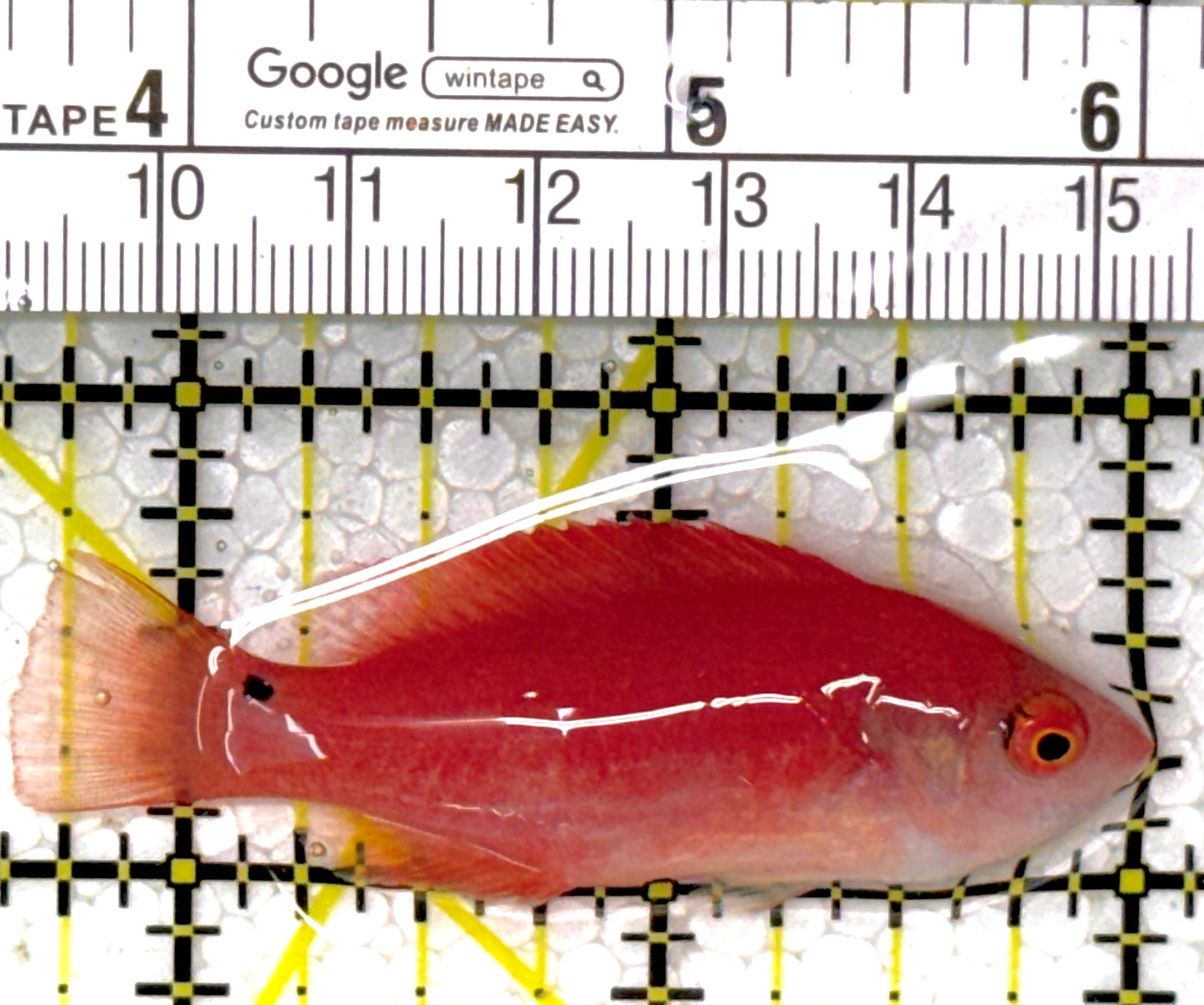 Yellowfin Fairy Wrasse YFW111902 WYSIWYG Size: SHOW 2.5"