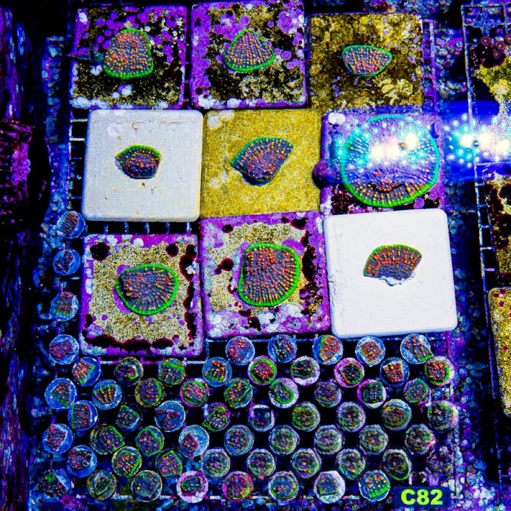 Aquaculture Chalice Borealis Size: M 0.75” to 1” Frag