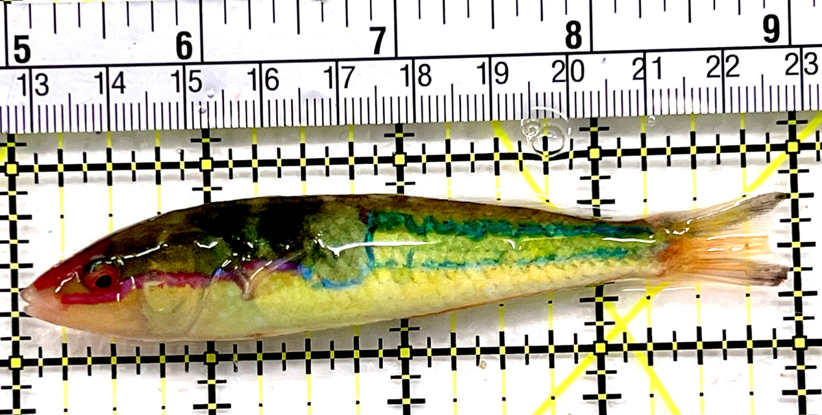 Royal Pencil Wrasse (Male) RPW100601 WYSIWYG Size: XL 4" approx