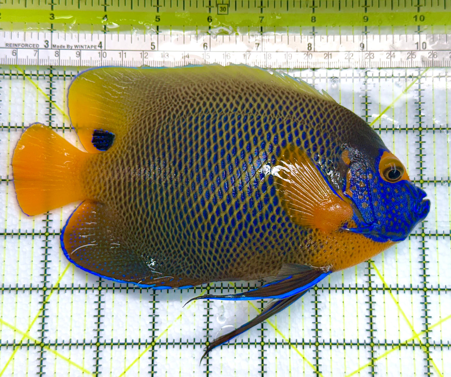 Blueface Angelfish Adult (Sumatra Vibrant Colors) BAA041102 WYSIWYG Size: XXXL/Show 7.75" approx