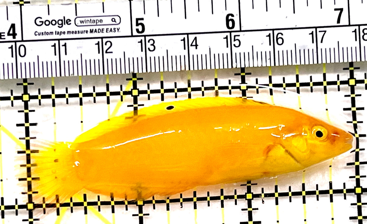 Yellow Coris Wrasse YCW100602 WYSIWYG Size: L 3.25" approx