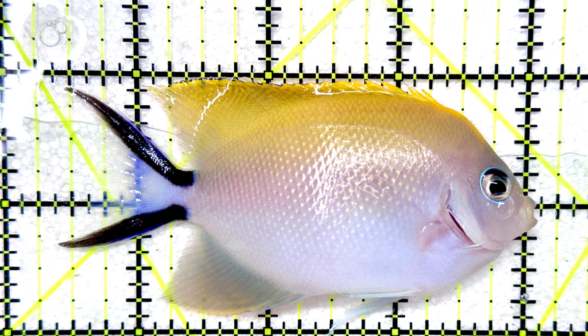 Swallowtail Angelfish Female (Reefsafe) SAF101804 WYSIWYG Size: L 3.5"approx