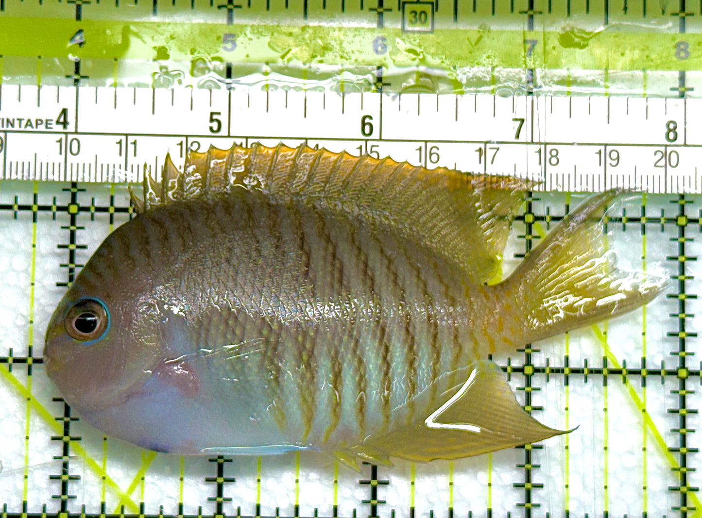Swallowtail Angelfish Male (Reefsafe) SAM041101 WYSIWYG Size: M 4" approx